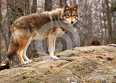 Coyote Standing on a Rock Stock Photo