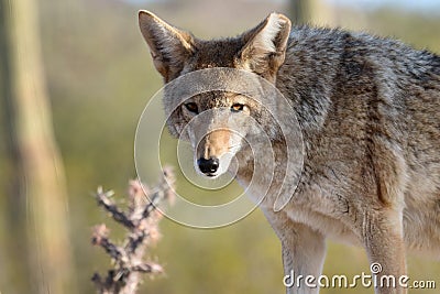 Coyote Stock Photo