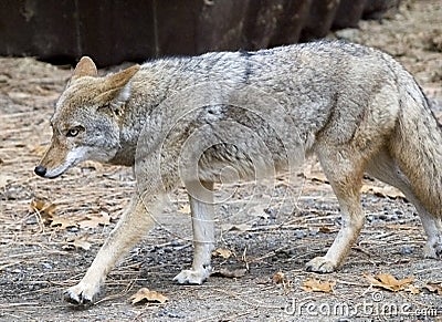 Coyote in stride Stock Photo