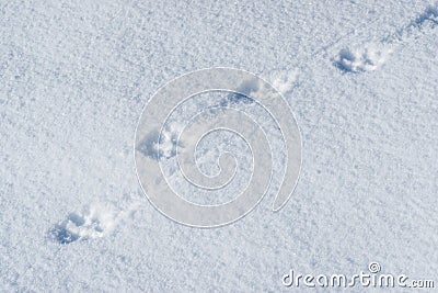 Coyote Tracks in the Snow Stock Photo