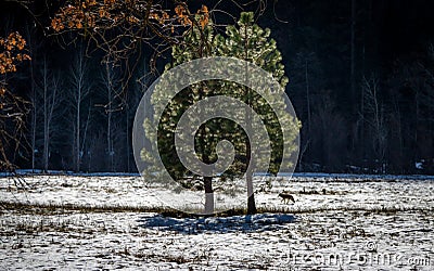 Coyote and tree in a snow field - Yosemite National Park, California, USA Stock Photo