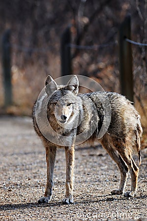 Coyote in Urban Sanctuary, Calgary, Alberta Stock Photo