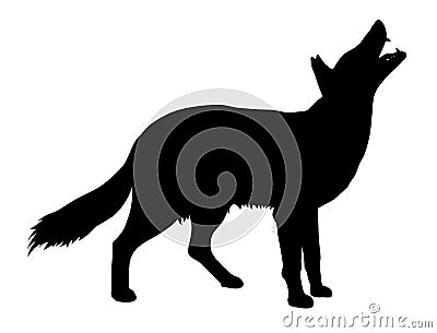 Coyote Vector Illustration