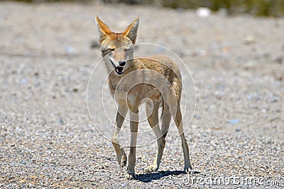 Coyote Stock Photo