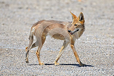 Coyote Stock Photo