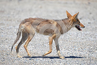 Coyote Stock Photo