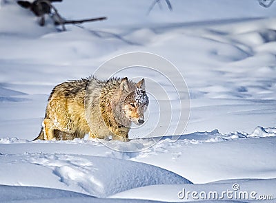 Coyote walks through deep snow in Yellowstone Stock Photo