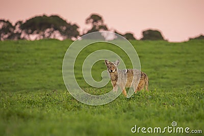 Coyote Stock Photo