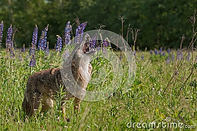 Coyote Canis latrans Stands Howling in Lupin Patch Stock Photo