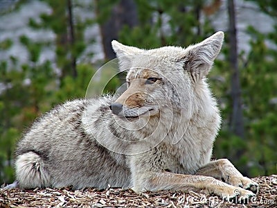 Coyote in yellowstone Stock Photo