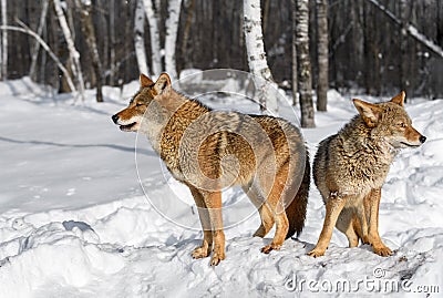 Coyotes (Canis latrans) Stand Back to Back Softly Howling Winter Stock Photo