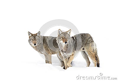 Coyotes (Canis latrans) isolated on white background walking and hunting in the winter snow in Canada Stock Photo