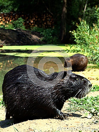 Coypu (Nutria) Stock Photo