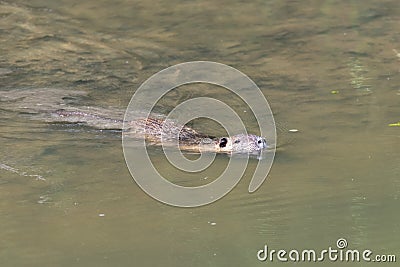 Coypu or nutria swiming in a river Stock Photo