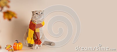 Cozy autumn banner with cute cat. Funny cat wearing knitted scarf, autumn leaves and a pumpkin on beige background. Autumn, fall, Stock Photo