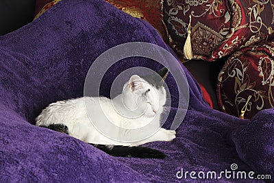 Cozy Cat Kitty Napping Happy Stock Photo