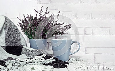 Cozy checkered plaid and heather flowers on wooden background. Hyugge style Stock Photo