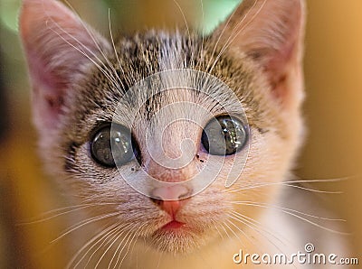 White, striped, kitten, close-up, look direct in camera, portrait, focus, mouth, nose, curious, face, hair, blue eyes Stock Photo