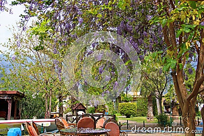 Cozy courtyard with glass table and chairs, next to blooming curly purple Wisteria Stock Photo