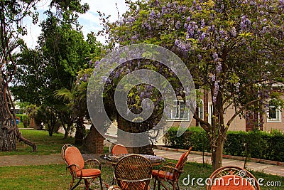 Cozy courtyard with glass table and chairs, next to blooming curly purple Wisteria Stock Photo