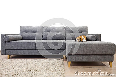 Cozy furniture. Beagle dog sweetly sleeping Stock Photo