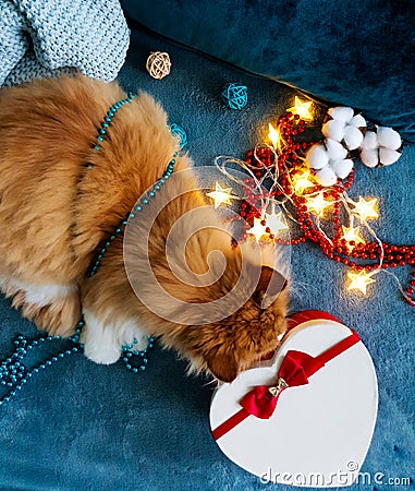 A cozy photo with a red cat sniffing a heart-shaped gift box Stock Photo