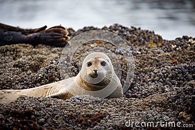 Cozy Sunbath Stock Photo