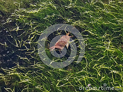 Crab alive in water Stock Photo