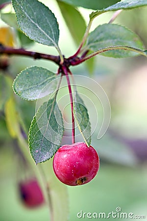 Crab Apple Stock Photo