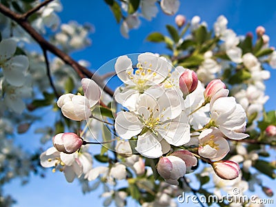 Crab Apple Blossoms Stock Photo