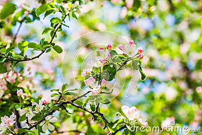 Crab apple tree in bloom Stock Photo