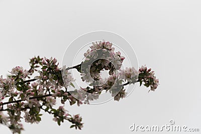 Crab apple tree, Malus sylvestris, in flower Stock Photo