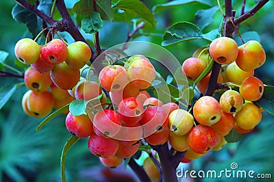 Crab Apples Stock Photo