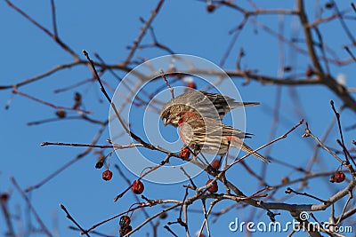 Male and female house finches sharing a meal. Stock Photo