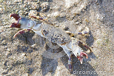 Crab Attack on Beach Stock Photo