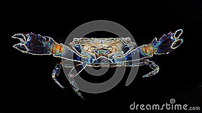 Crab with big claws about to fight, this crustacean is a formidable fighter. macro photo Stock Photo