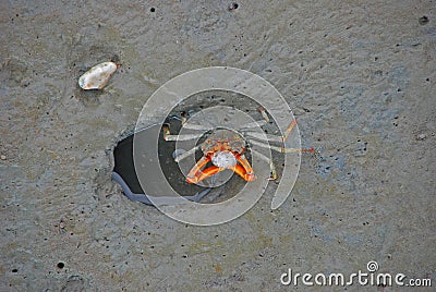 Crab Blowing Bubbles Stock Photo