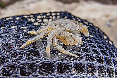 Crab caught in the web. Stock Photo