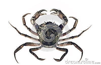 Crab Stock Photo