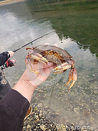 Crab crabbing fishing pole water Stock Photo