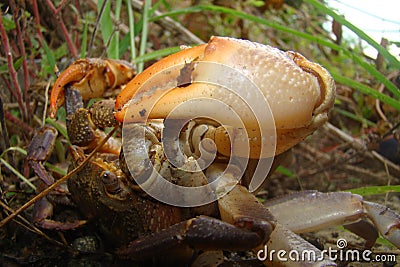 Crab. crabs mating Mated animals. Mating Systems in Sexual Animals. animals mating. close up claws crabs, claw. Mating season, Rom Stock Photo