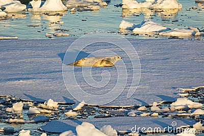 A Crab-eater Seal on an ice shelve Stock Photo