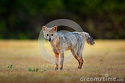 Crab-eating fox, Cerdocyon thous, forest fox, wood fox or Maikong. Wild dog in nature habitat. Face evening portrait. Wildlige, Pa Stock Photo