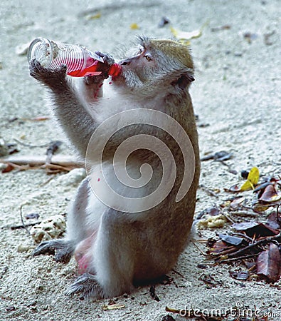 Crab-eating Macaque Stock Photo