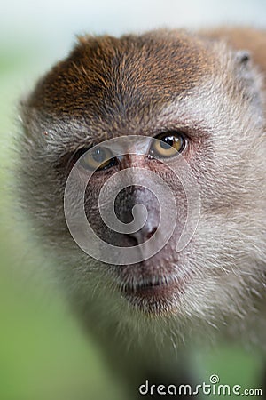 Crab eating macaque, Macaca fascicularis,looking into the camera Stock Photo