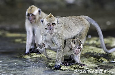 Crab eating macaque Macaca fascicularis monkeys on beach Stock Photo