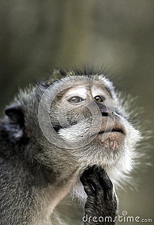 Crab eating macaque Macaca fascicularis portrait Stock Photo