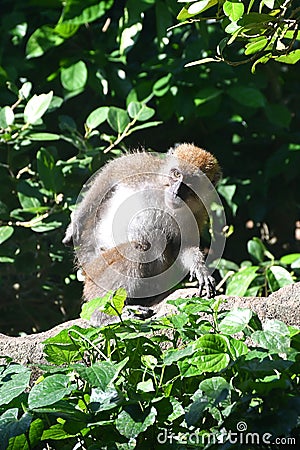 Crab Eating Macaque Monkey Stock Photo