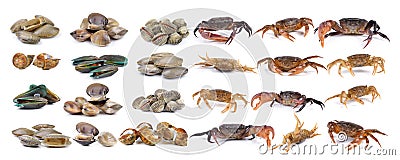 Crab and enamel venus shell, shellfish, Surf clam, mussel, Stock Photo