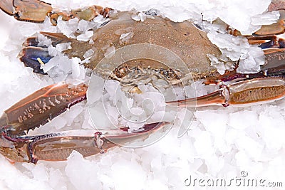 Crab freeze in ice Stock Photo